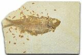 Detailed Fossil Fish (Knightia) - Wyoming #330824-1